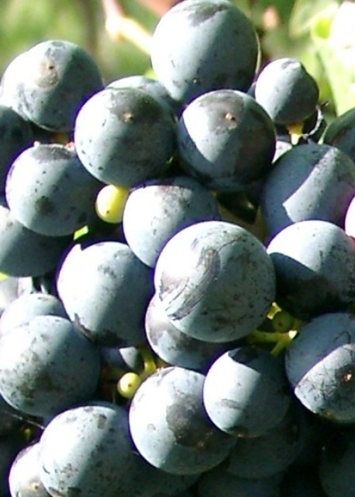 Zweigelt Beeren 1